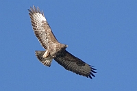 buizerd