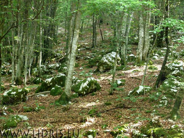 Ca Selva - bos en rots